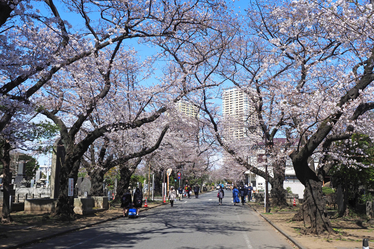谷中霊園桜